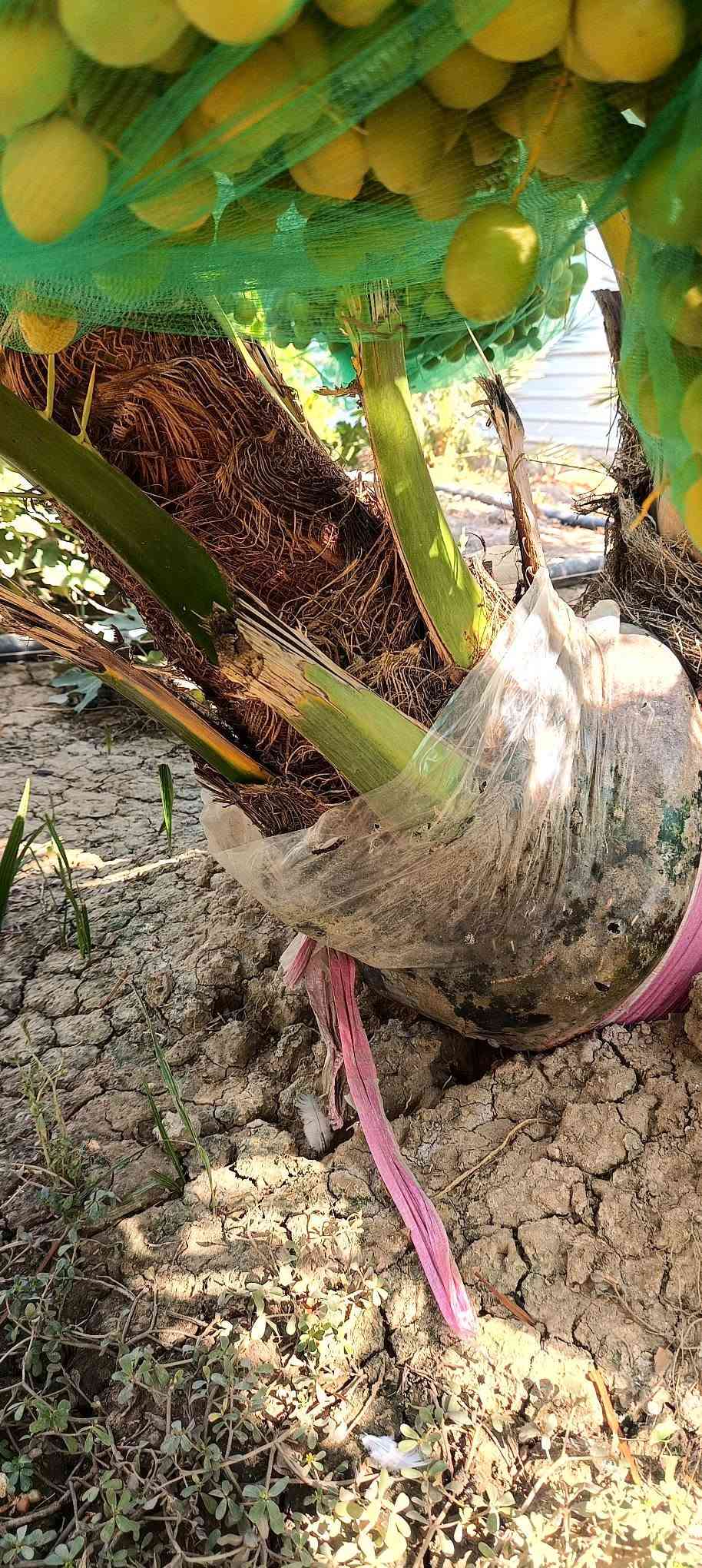السلام عليكم
فسائل برحي للبيع 
المكان الطارميه العبايجي 
***********
