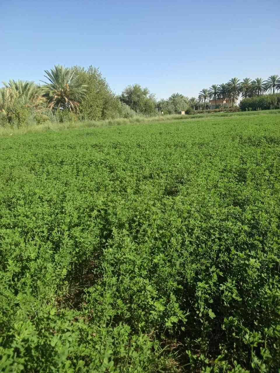 القائم السنجك • طبر • للبيع