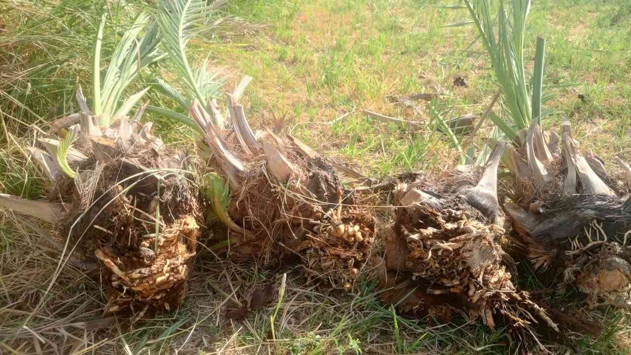 يوجد فسلال شويثي اصفر فسلال كبار

 تصال ***********
