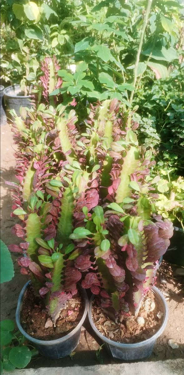 وهاي وجبتنا الجديدة❤️🌷🌹 
  بالصور والأسعار راح انشرها الكم حتة لتعبون🌺💓💮 
 فقط اللي عليكم تراسلونا وتحجزون🌻🌻 
او تزورونا بموقعنا💐🌹🌺 
خانقين بختياري الثانيا نهاية شارع العصائب واسواق صالح🌹💐🌹💐
 حمود وعدنا توصيل🚕🚕🚕🚕
داخل خانقين وجلولاء والسعدية راسلونا وتدللون ❤️💓❤️💓

