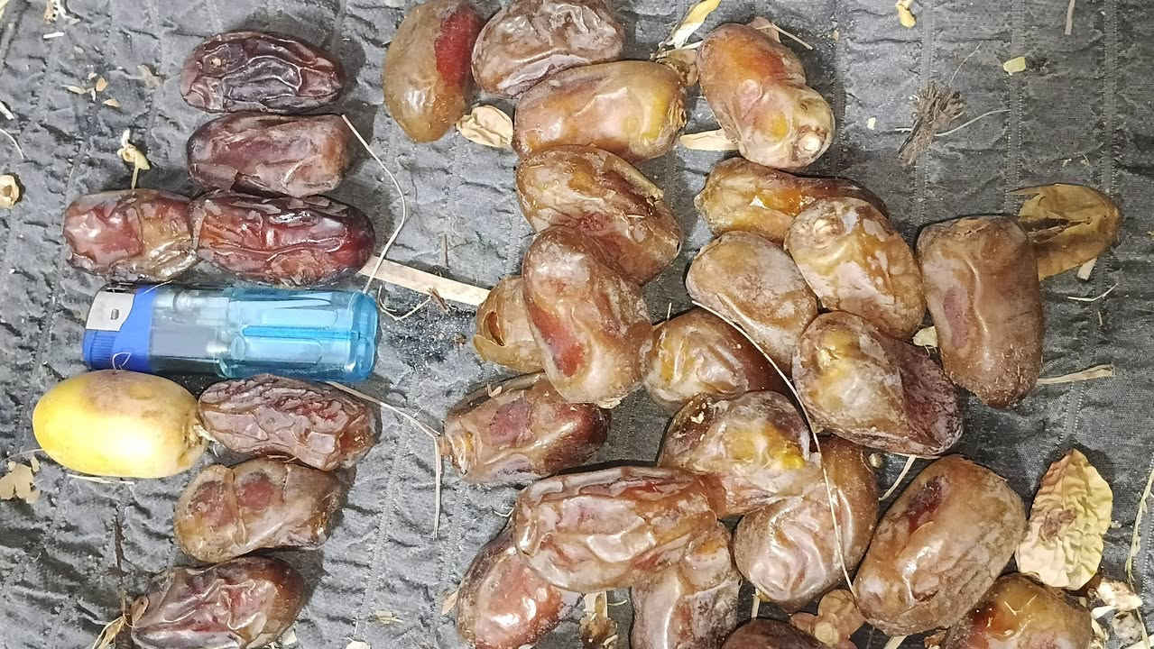 تمر شويثي • حجم كبير • قضاء النصر