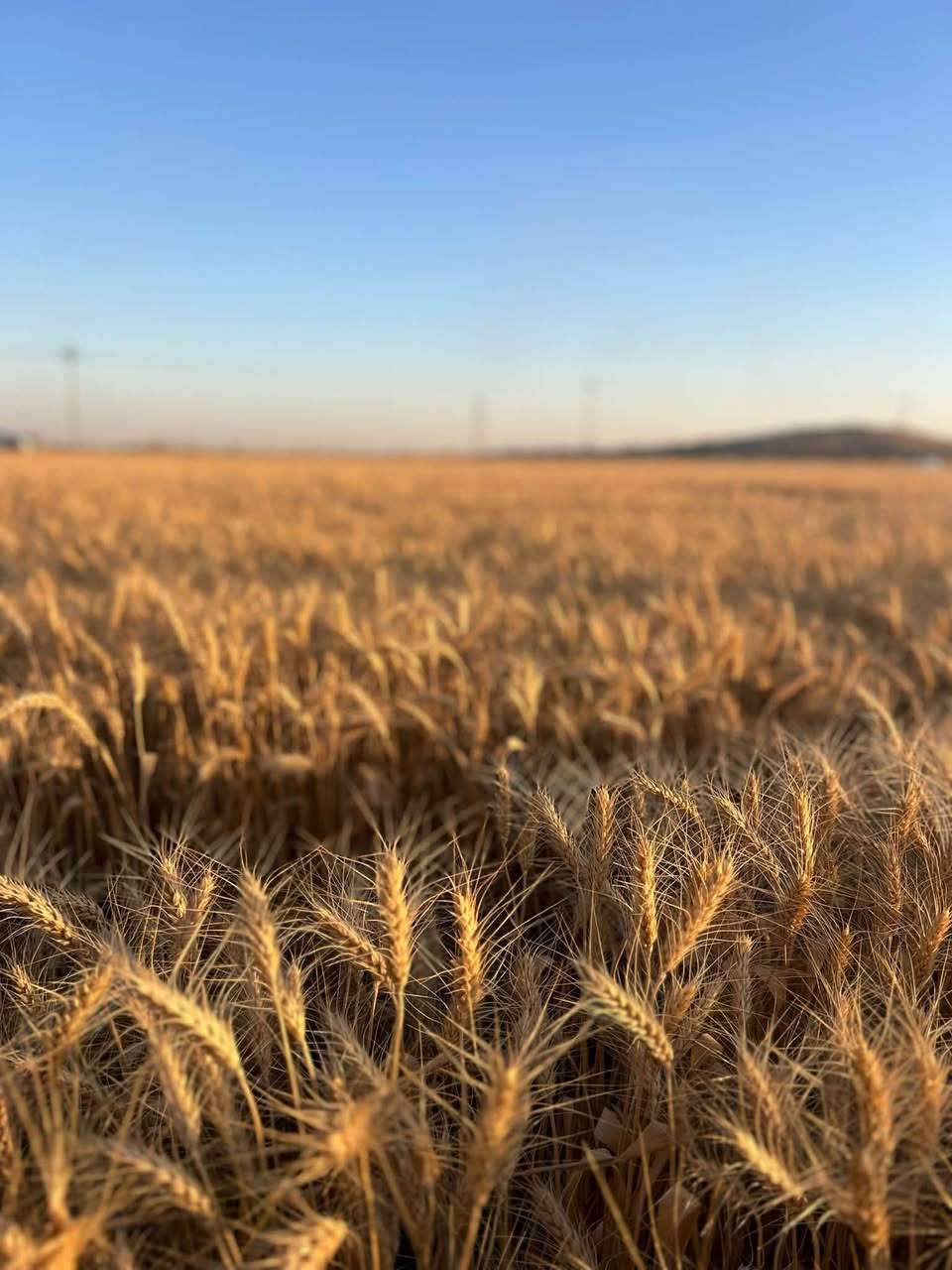 � متوفر لدينا حنطة بنكو بنت المغلف 🌾

✅ شرط النقاوة
✅ نصف مفترشة
✅ متوسطة الارتفاع
✅ إنتاجية عالية
✅ صنف مميز ومناسب للزراعة

📞 للحجز والاستفسار:
***********
***********

📍 كركوك – الحويجة

🌾 بنكو… خيار الفلاح للإنتاجية العالية

نص مكتوب في الصور:
- بنگو الايطالي
- بنگو نصف مفترش