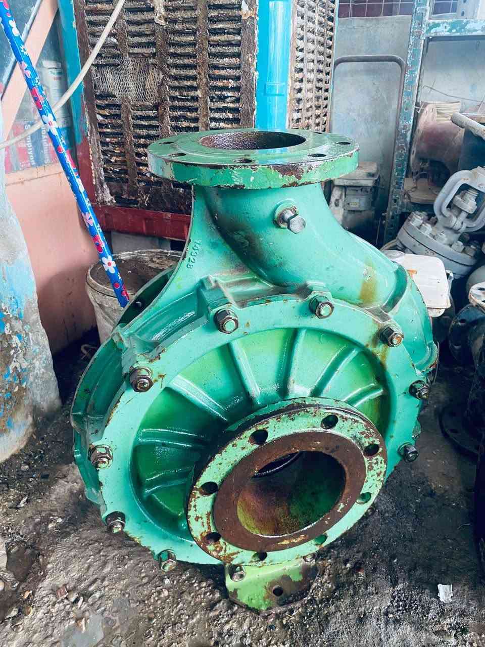 خنزيرة فايق ١٠ ب١٢ خنزيرة هندي ١٠ب١٠ وخنزيرة يابانيا ١٠ب١٠وخنزيرة قمبورية ١٠ ب١٢ ***********
