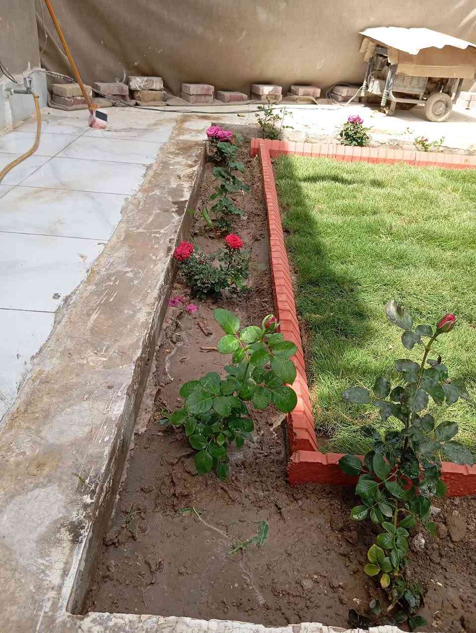 هندسة حدائق • زراعة ثيل ونخيل • قص أشجار