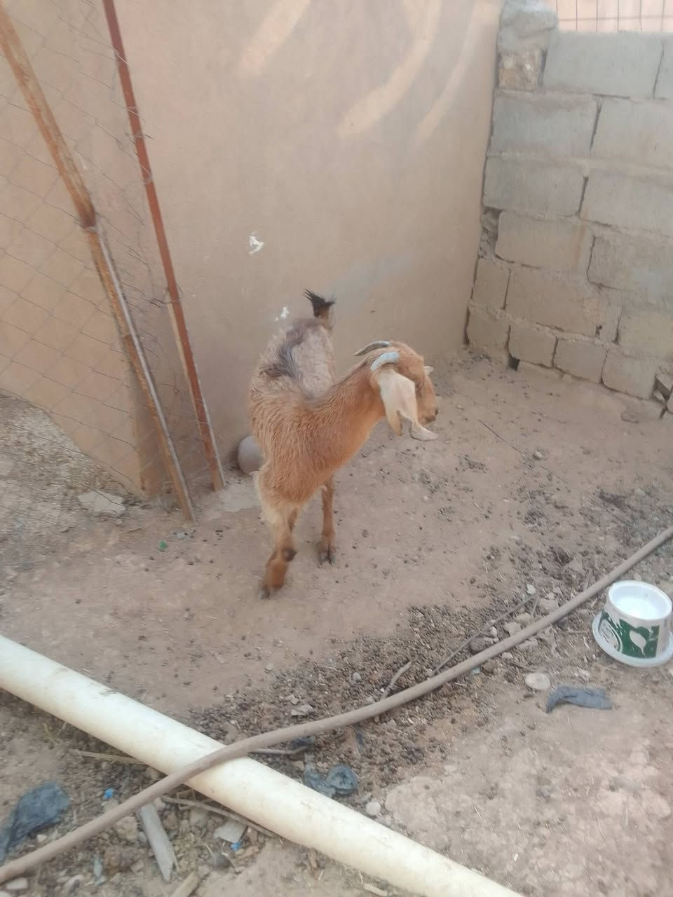 صخلة حانية عشرة للبيع نضيفة مالت بيت ***********
