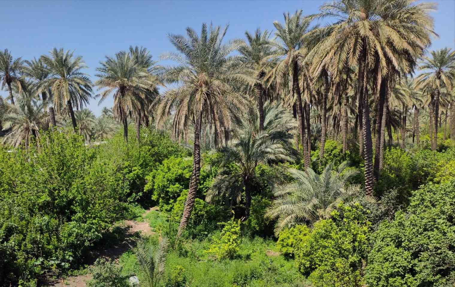 البوعيثة بغداد • ٨٠٠م • أرض للإيجار