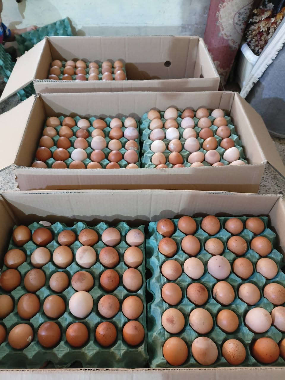 السلام عليكم يوجد بيض احمر بيضايه متوسطه حجمهه. سعر الطبقه 5000 الف سعر الكارتون 55000 الف توصيل مجاني رقم الهاتف ***********
