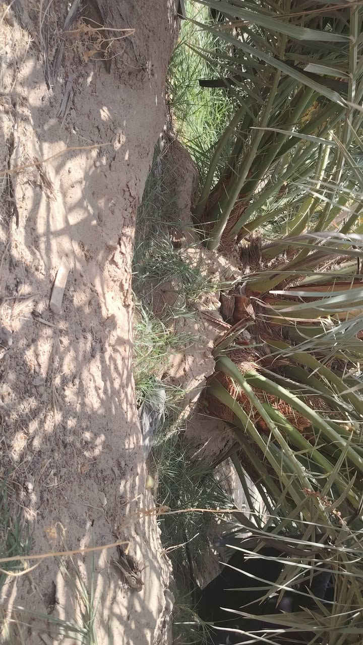 السلام عليكم فسائل برحي حر البيع واحد 175 مال ابو الخصيب شرط ***********
