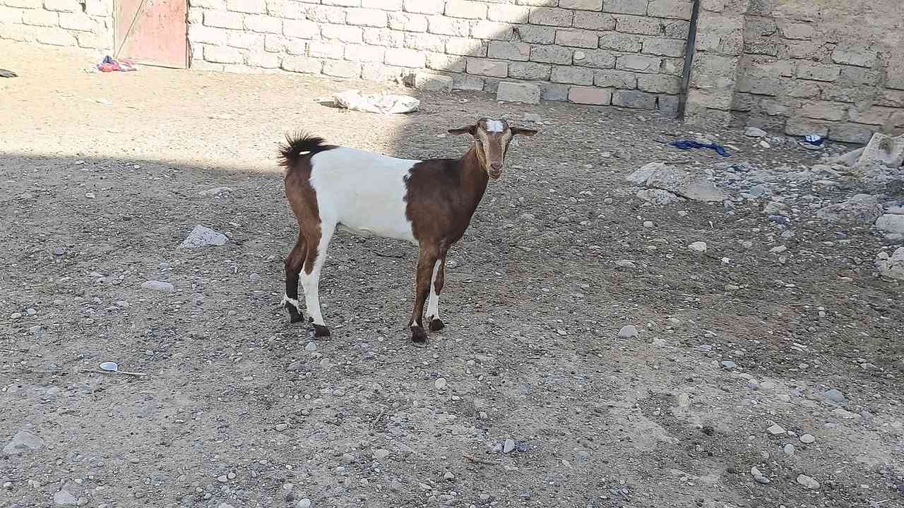قطرية • عشرة • بيجي الحي العصري