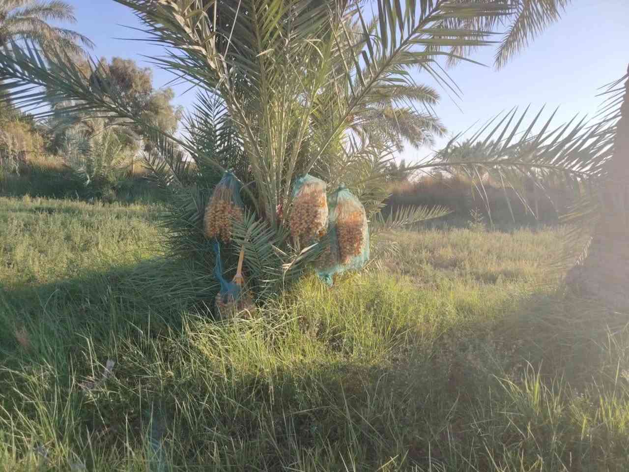 سلام عليكم من رخصت ابو الكروب مزرعة اللبيع مساحة ٣٠٠٠م مع بيت البيت يتكون من ٤غرف نوم وصالة واستقبال ١٥م ومطبخ وصحيات داخلية وخارجية خدمات كاملة كهرباء وماء اسألة وماء سقي تبعد عن شارع العام ١٥٠م العنوان طريق السنية جهة زوار مقابل جامعة جديده الاتصال على الرقم ***********
