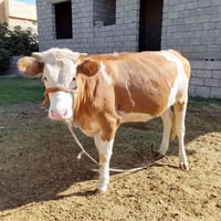 سمينتال • درجة أولى • سديرة وسطى