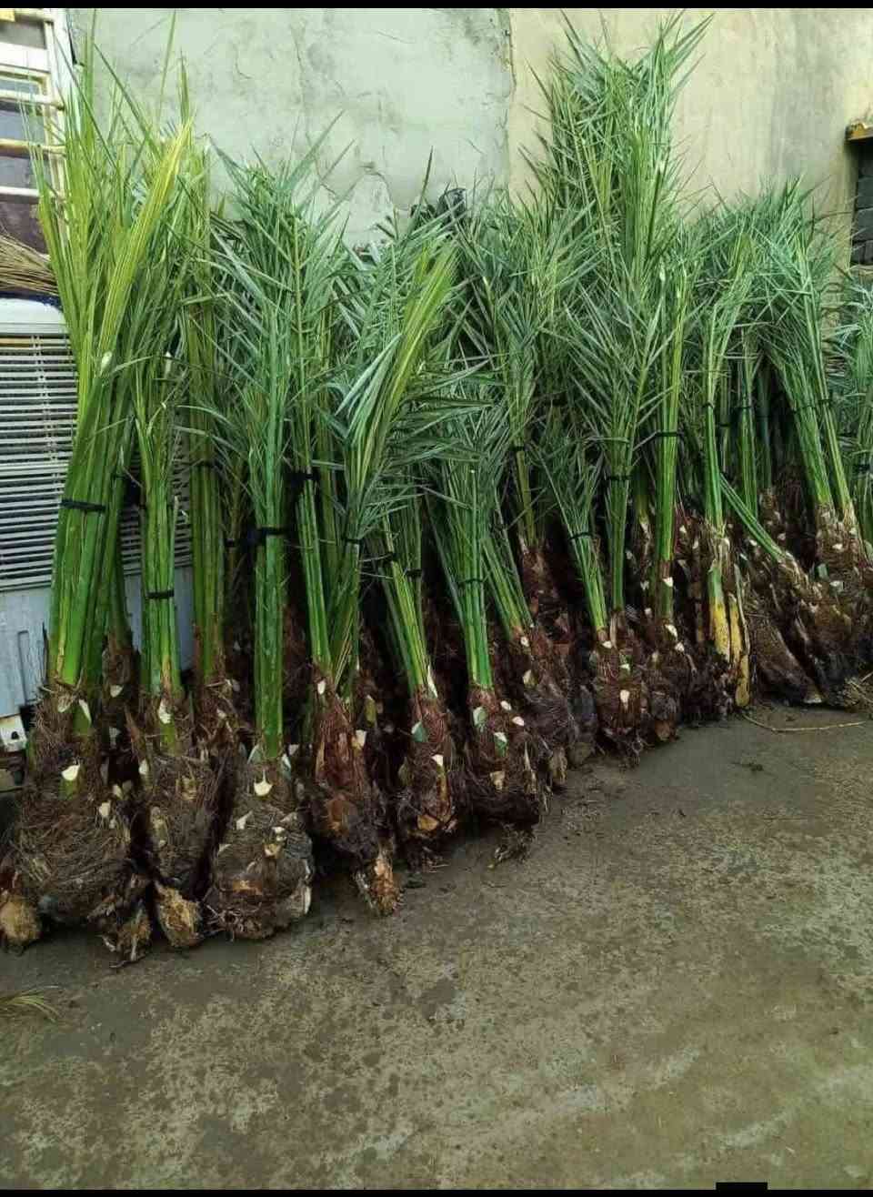 نخيل زهدي • نخيل خستاوي • حجم دبة غاز