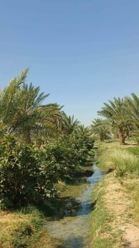 دونم طابو على ذراع نهر دجلة مباشرة بسعر 35 مليون فقط. يتوفر 6 دونم للب...