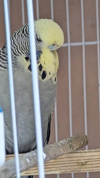 طيرة • فحل • بغداد