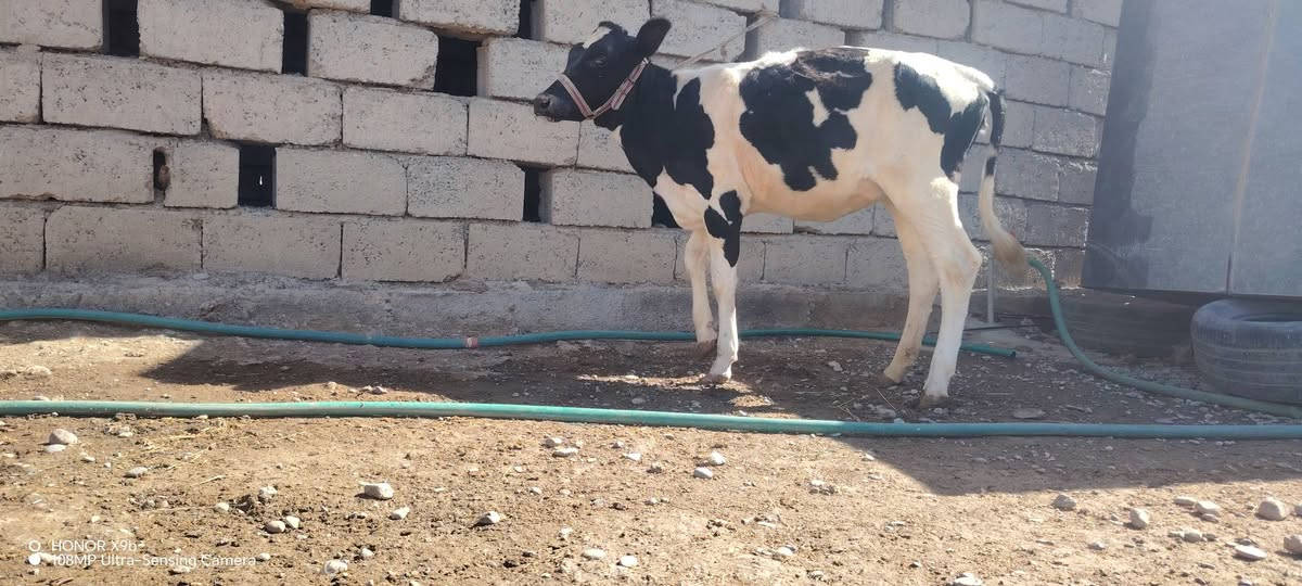 هونر X9b • كاميرا ١٠٨MP • 5G