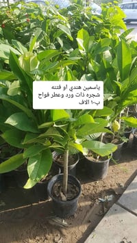 نباتات جديده • ياسمين هندي • توصيل المحافظات