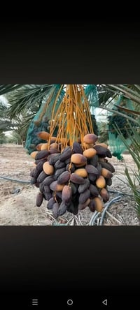 فسائل بلكه • سماوه