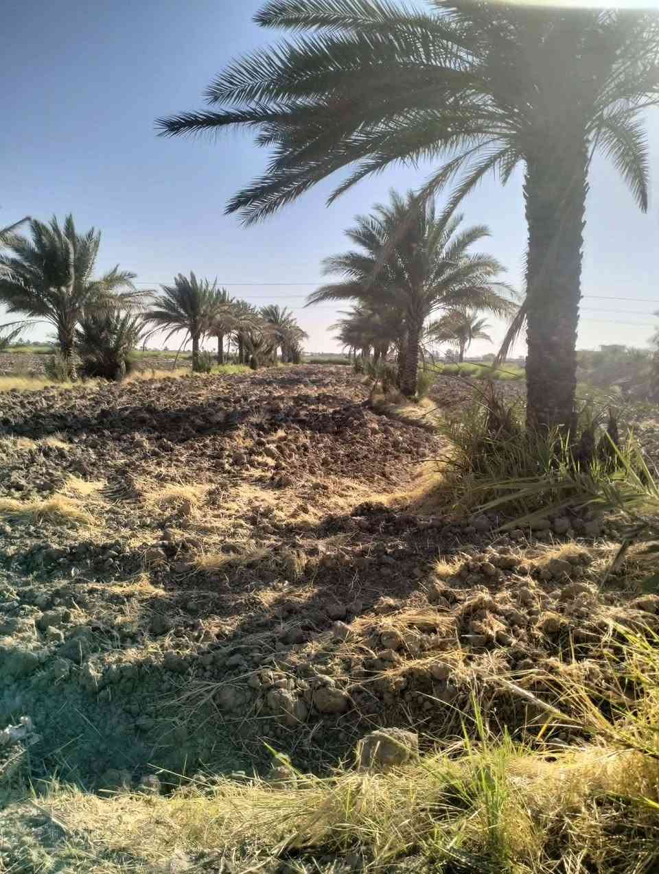 ١٧ دونم • ٦٠٠ نخلة • سند مجدد ٢٠٢٧