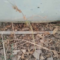 بيوت زجاجية • اردني الصنع • ٣ قطع