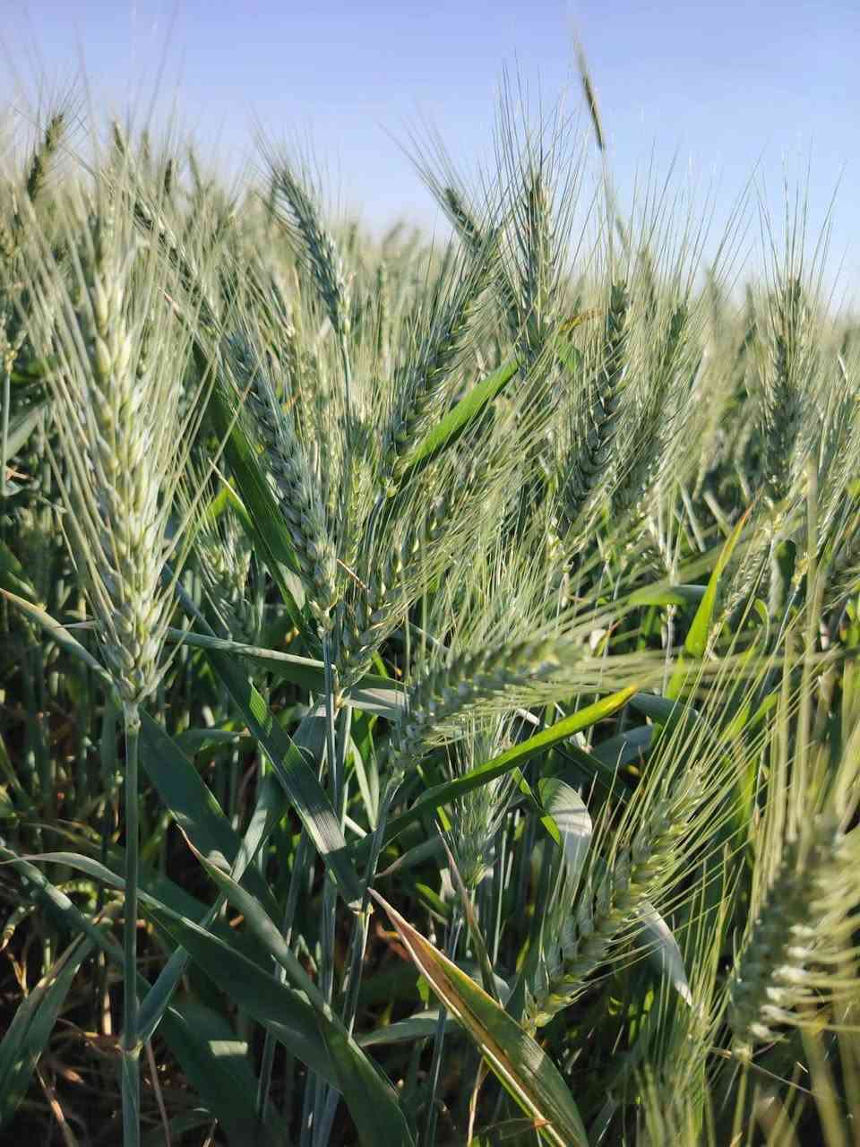 حنطه • بنت المغلف • واسط