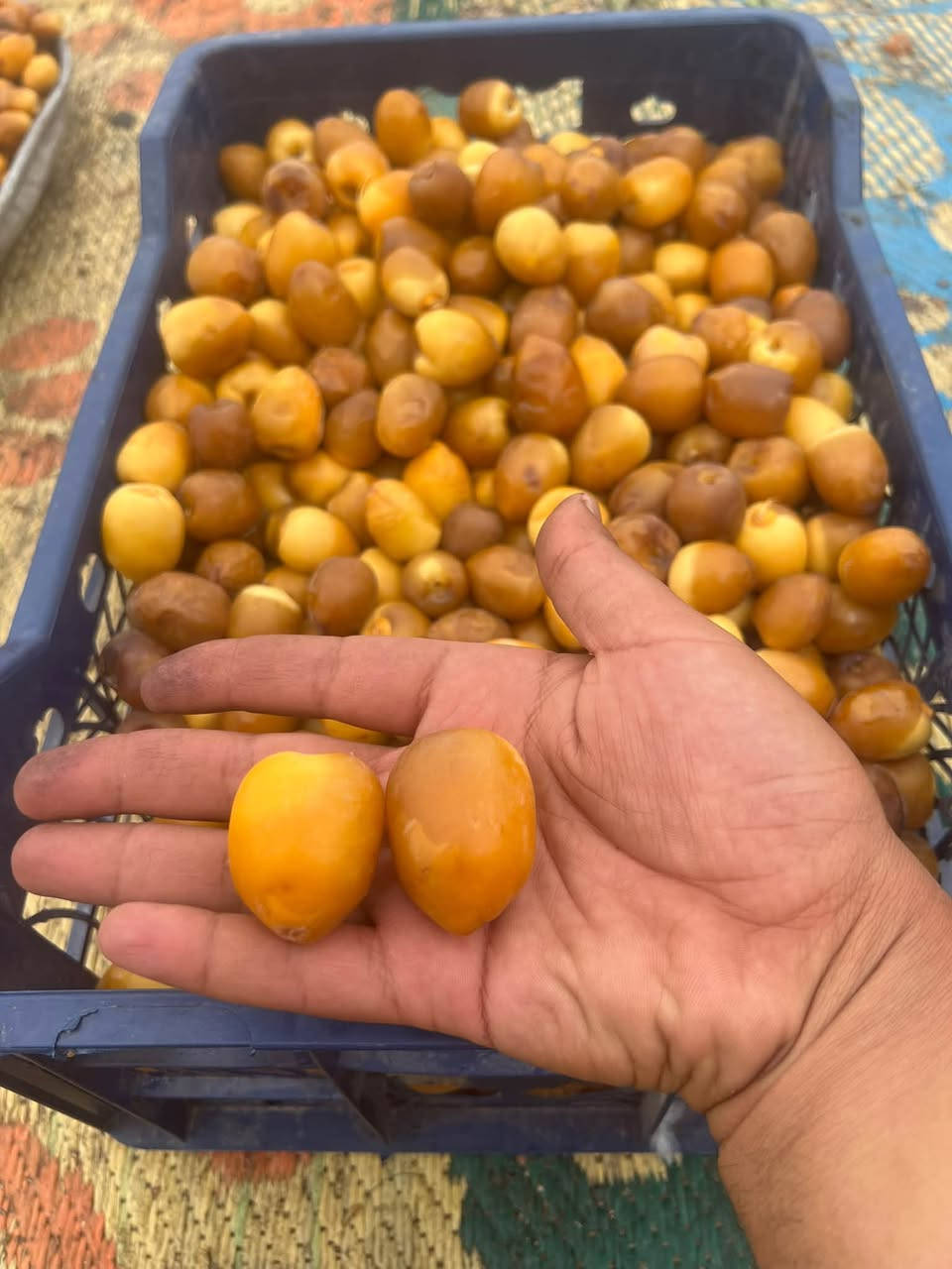 تمر فضيخ • درجة أولى • جملة ومفرد