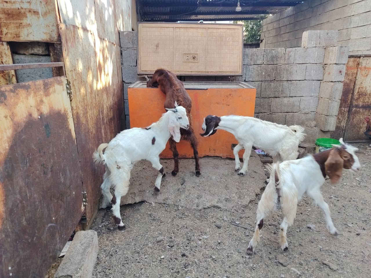 مكلف بالنشر
جدايه فحله عدد 6 مالات ربط للبيع 
شرط الصحه والنظافه 
سعر الزوج 415 وبيهن مجال للشراي 
***********
كركوك
