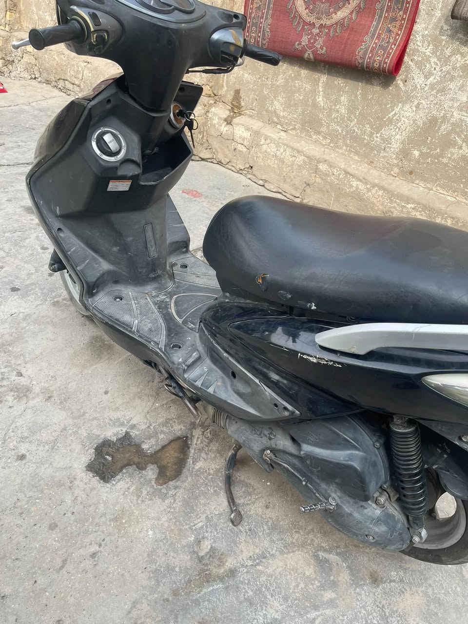سكنس فحل • نفخ • مكفوله