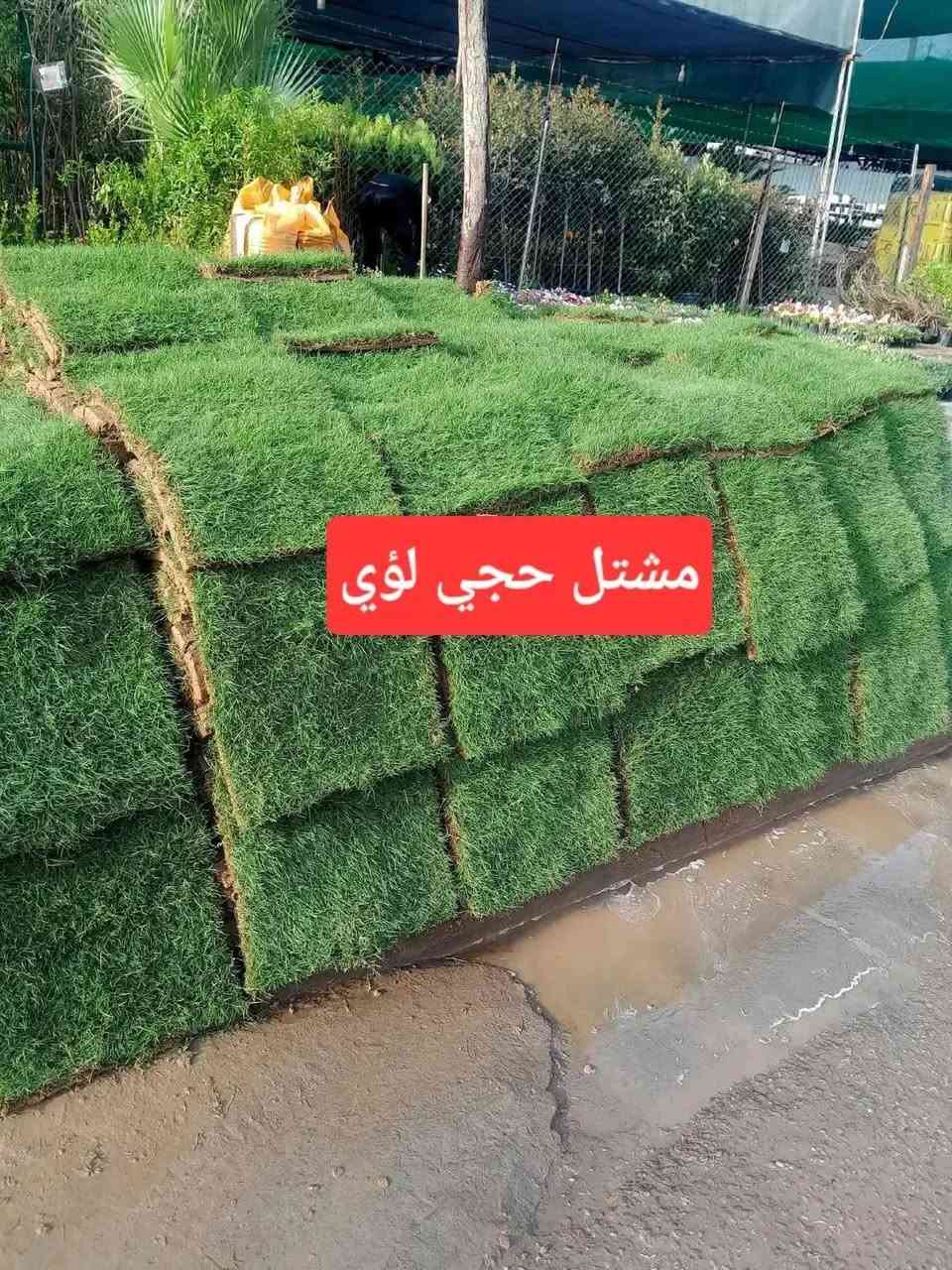 🌿🔥 ثيل هندي درجة أولى وبسعر مميز! 🔥🌿

تريد تسوي حديقتك خضراء ومرتبة؟ 😍
وفرنا لك الثيل الهندي درجة أولى 🌱💚
جودة ممتازة، كثافة حلوة، ومناسب للحدائق والمساحات الخارجية.

💰 سعر المتر: 2,000 دينار فقط
📦 أقل طلب: 50 متر فما فوق
🚚 التوصيل داخل بغداد فقط

📞 للطلب والاستفسار:
***********

🌱 مشتل حجي لؤي
لا تفوّت العرض، وخلي حديقتك تصير غير شكل 💚🔥

#ثيل_هندي #ثيل #عشب_طبيعي #حدائق #تنسيق_حدائق #مشتل_حجي_لؤي #بغداد #نباتات #زراعة #حديقة #عشب_بغداد #ثيل_بغداد #تنسيق_حدائق_بغداد #عروض_بغداد
