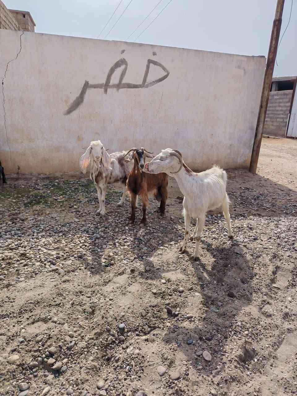معز • ٤ حبات • الشرقاط