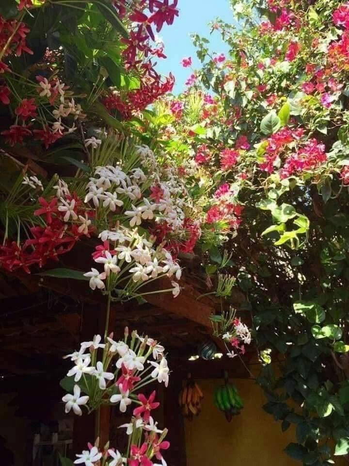 #مشتل_نور_الهدى  **يرحب بكم**
   🌲🌲🌲🌲🌲🌲🌲🌲
الياسمين الأحمر (الاسكوليس)
هي شجيرة متسلقة مدادة تنجح في المناطق الحارة؛ حيث تتحمل حرارة الجو والتربة ، وتتحمل الرطوبة ، والملوحة إلى حدٍ ما والغرض من زراعتها جمال أزهارها الحمراء المتدلية ، تصلح لتكسية الأسوار والشرفات ، تفوح رائحة أزهارها الزكية ، أزهارها توجد على شكل مجاميع تظهر طوال السنة عدا الشتاء ، ومما يميز هذا الشجيرة تحول لون أزهارها خلال يومين أو ثلاثة من الأبيض عند تفتحها إلى اللون الوردي في اليوم التالي ثم إلى اللون الأحمر القاني ، ولا يوجد اتفاق عربي على تسميتها فمنهم من يسميها الياسمين الأحمر مثلاً مع العلم أنها تختلف عن الياسمين اختلافاً واضحاً في الشكل الخارجي والداخلي
من النباتات المتسلقة ذات ازهار عطرية الرائحة تظهر ليلاً لون الأزهار في النورة الواحدة احمر، وردي، ابيض متفاوتة بدرجاتها .. ومن صفات هذا المتسلق
ما يميز أزهار الياسمين الأحمر أنها تتغير ثلاثة مرات في اليوم !
فعندما تزهر في الصباح تكون بلون أبيض
ثم في وسط النهار تصبح بلون وردي خفيف
ثم تصبح بلون أحمر داكن في بعد غروب الشمس وبداية الليل
وتفوح الرائحة منه ليلاً التي تملأ جميع أرجاء الحديقة والبيت برائحته التي في منتهى الروعة.
.. يفضل تقليمه بين الحين والآخر للحفاظ على جماله وحصره في مكان واحد  
معمر ,متحمل لأقصى درجات الحرارة حتى 50 درجة مئوية  أوراقه خضراء فاتحة اللون وسريع النمو . متساقط الأوراق شتاءاً وتستعيد خضرتها في الربيع
يزرع الياسمين الأحمر خارجياً تحت أشعه الشمس
والتربة يفضل أن تكون خفيفة جيدة التصريف 
اسماعيل. *********** 
احمد.     *********** 
العنوان محافظة الانبار- حديثة صعدة الحي العسكري 
مقابل سالم الأدوات الاحتياطية / مجاور فلس ونص
