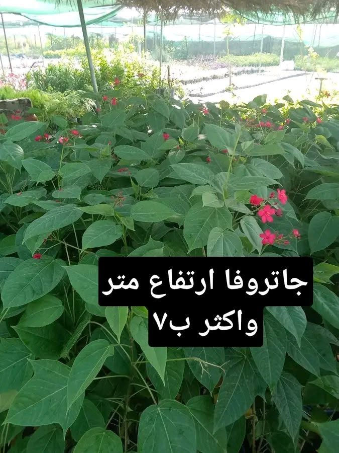 التوصيل داخل بغداد فقط

نص مكتوب في الصور:
- قرن الغزال ب ٢٠٠٠ كل ٣ ب ٥
- بتونيا الصحراء ب ٢٠٠٠ كل ٣ ب ٥
- سباركس ب ٢٠٠٠ كل ٣ ب ٥
- جاتروفا ارتفاع متر واكثر ب ٧
- متسلق اللبلاب الاسود ب٢٥٠٠