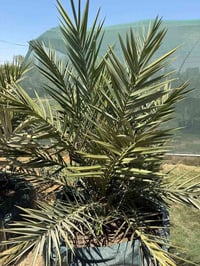 فسائل نسيجية • نخيل برحي • الحلة