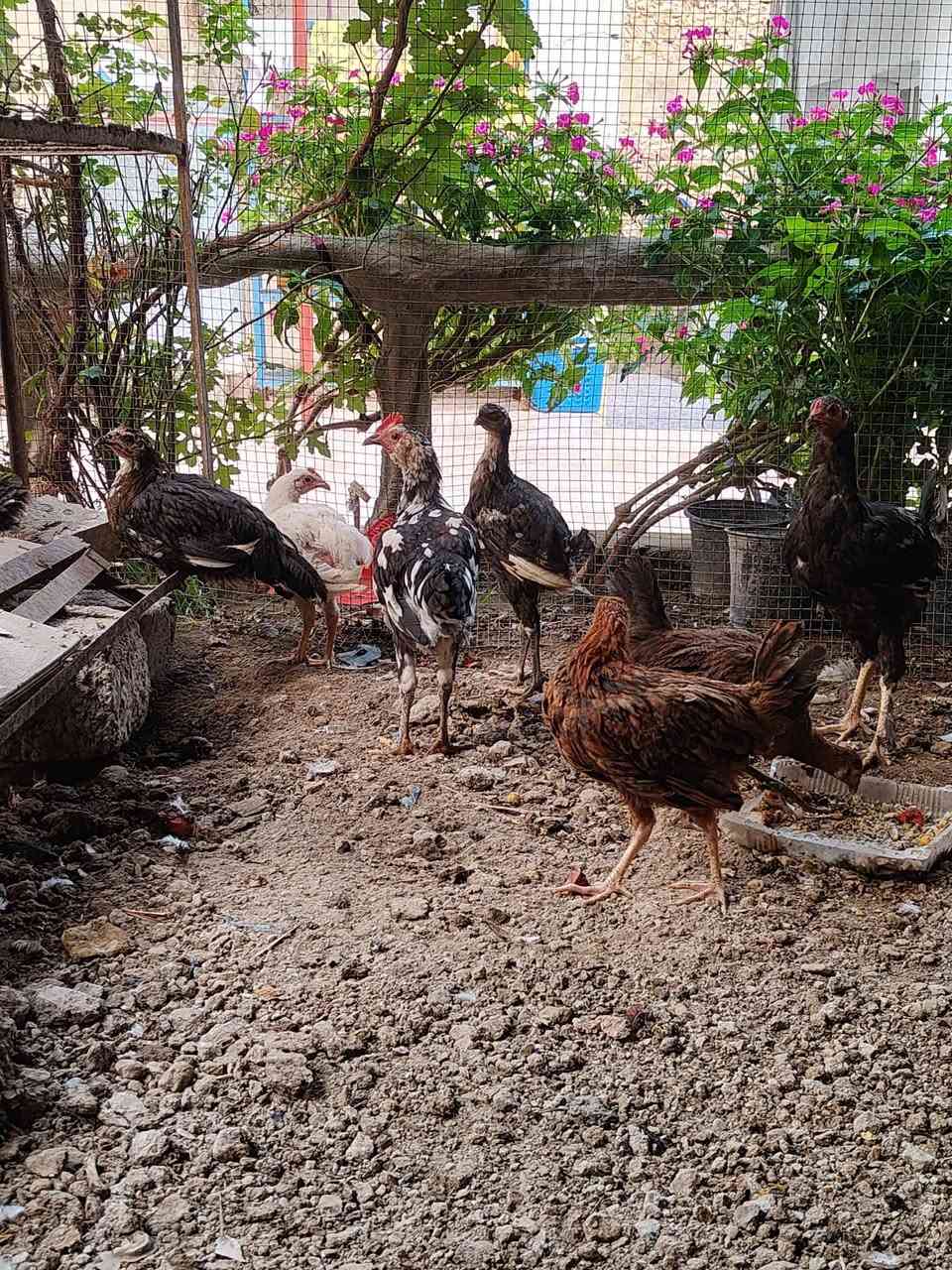 فراريج • دجاج