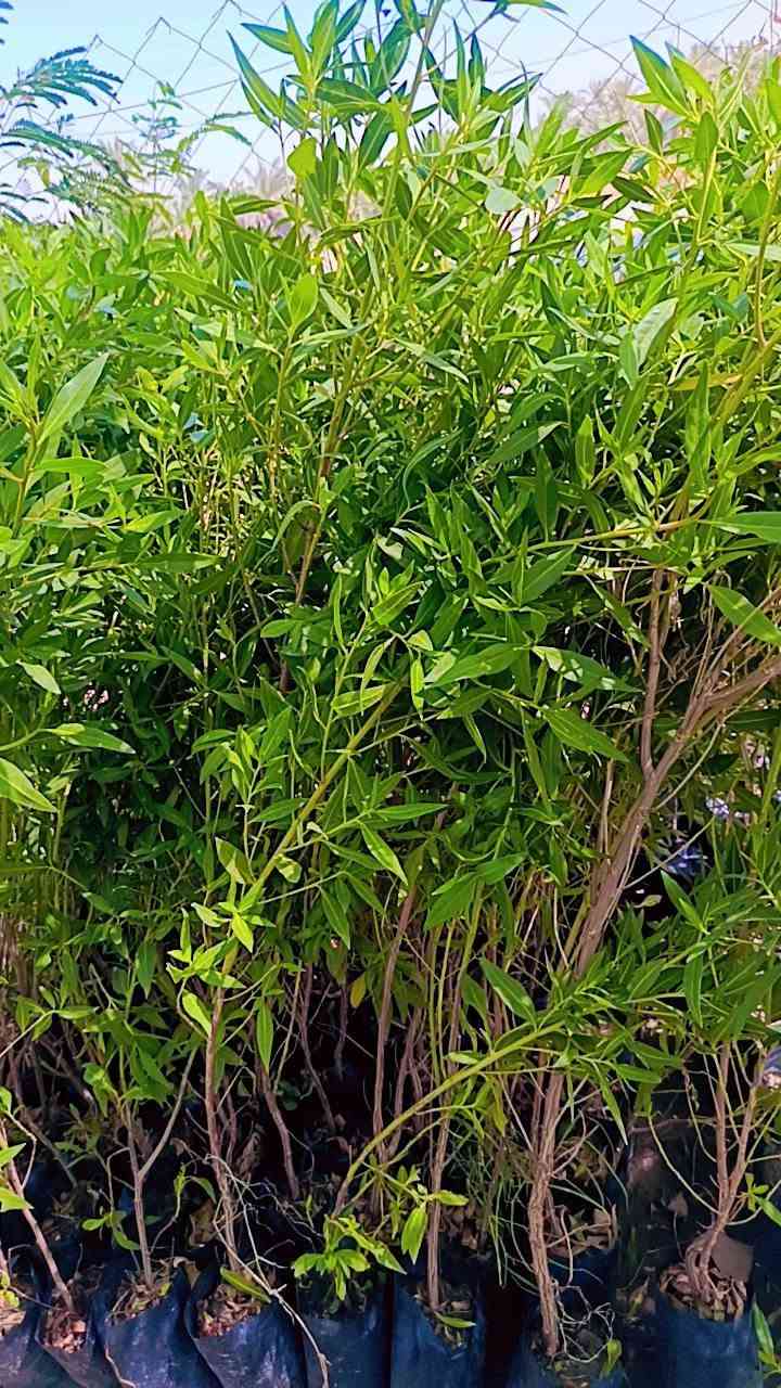 مشتل سيد حسين • قرب جسر الصويره • جوري عراقي عطري