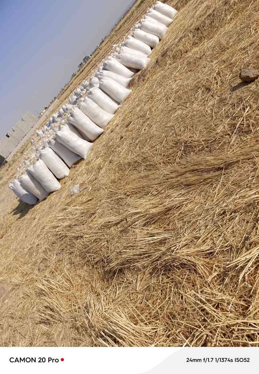 اسلام عليكم يوجد تبن لل بيع مال دكاكه معبي كامل جياس حجم الجيس 55 العدد 420 جيس المكان الشرقاط الساحل الأيسر السفينه السعر اتصل ***********
