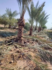 نخل أم آيات • ألوان • حامل