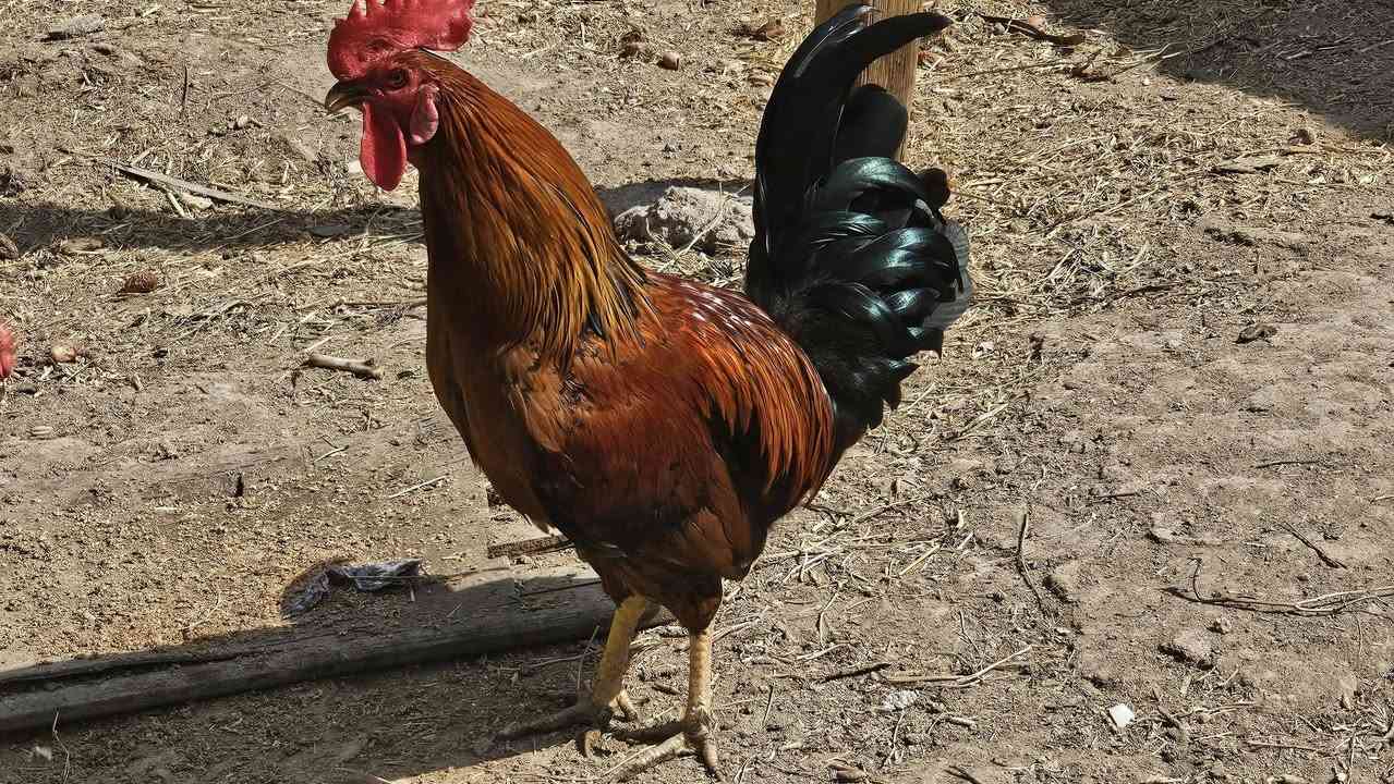 ديج شمسي • ٨ اشهر • البصره القرنه
