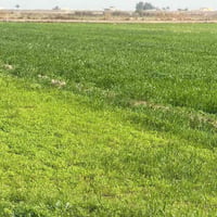 الصويره بدعت حمد • ٥ دونم • طابو سند ٢٥