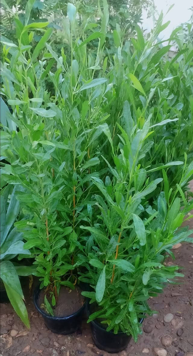 مساء الورد علة كل محبي الورد🌺🌺 
حبايب ليوم جبتلكم نباتات خارجية تستاهل حدايقكم،💮🌹💐 
شوفولي انواعها والوانها بالصور💮🌹💐🌺 
 واكو فديو باخر الصور يوضح الأنواع أكثر🍓🥀🍃 
وطبعا وياهم وجبة ناز ناز الوان حجم كبير ابو الألفين باجر الصبح انزللكم صورهم من يفتح🌷🌷💐💐 
راح انزل الصور وية الأسعار أسفل كل صورة🎈🎈 
اللي يحب يحجز يراسلنا خاص او واتساب على الرقم *********** ويدلل🏵️🌺🥀🌷 
عنواننا خانقين بختياري الثانيا نهاية شارع العصائب واسواق صالح حمود وعدنا توصيل داخل خانقين وجلولاء والسعدية راسلونا وتدللون 🚕🚕🚕
