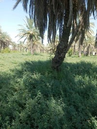 دونم • طابو زراعي • ٤ طرق دخول
