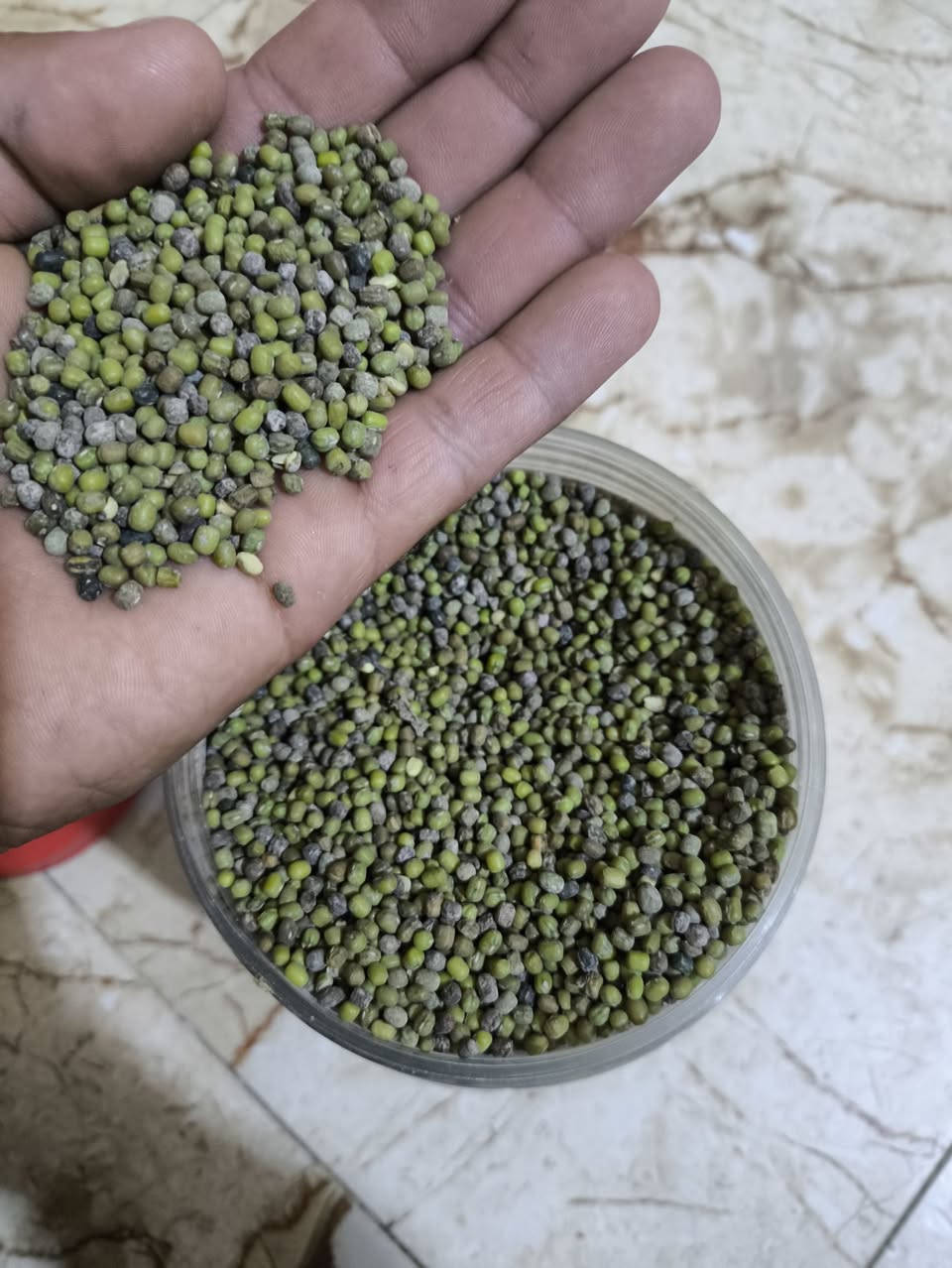 ماش • كميات متوفرة