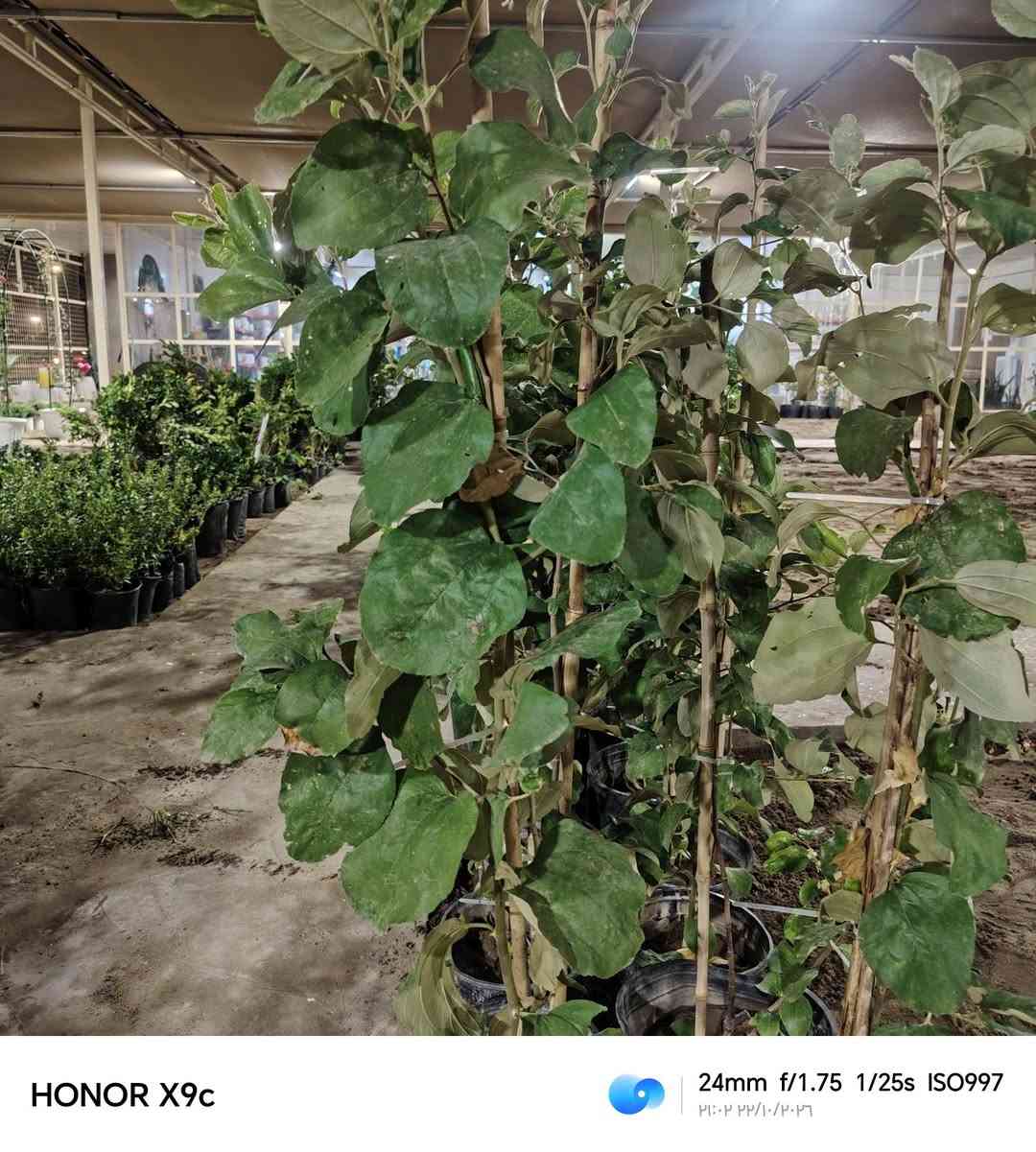 سدر تفاحي • مطعم • مثمر