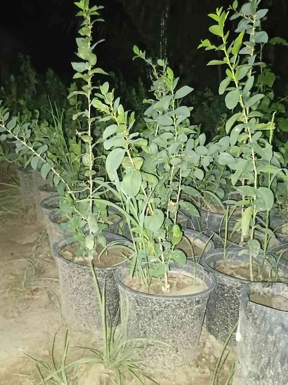 سدر حشري • مشتل حيدر • ١١٠٠