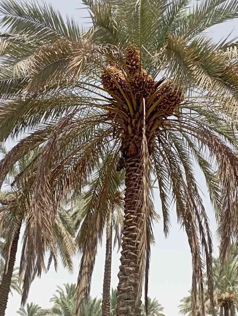 يا الله سلام عليكم يتوفر مزرعه جميله وموقع مميز قرب سيطرت الاثار منطقة السوره تبعد عن شارع حله بغداد مسافة 400متر مساحة 1000متر كافت الخدمات متوفره سعر 78مليون جنس الأرض طابو زراعي سند 25 الي يحب يتواصل رقم الهاتف وتساب *********** حلة, بابل
