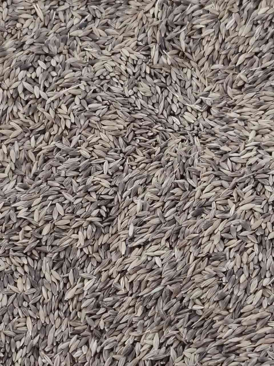 شعير • ٨ طن • تكريت
