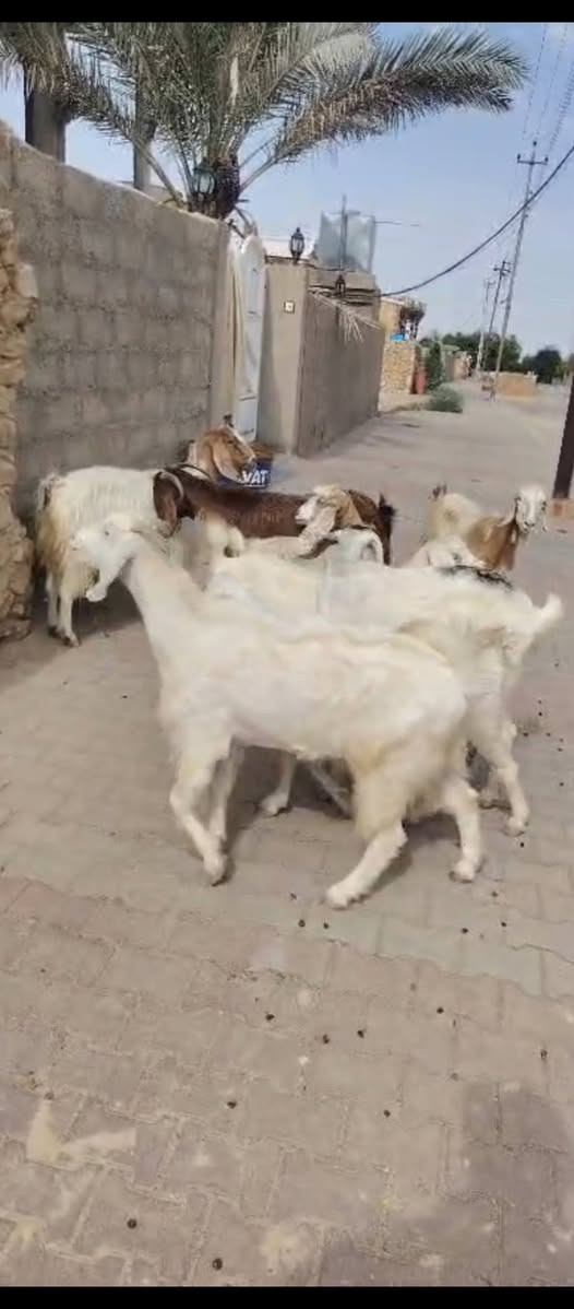 السلام عليكم متاح ٨ جذاع معز مالات جنيه فاخرات سن وشطر ونصاح سعر الزوج ٦٠٠ العنوان حديثه حقلانيه للاستفسار الاتصال على الرقم *********** يوجد توصيل حسب الاتفاق
