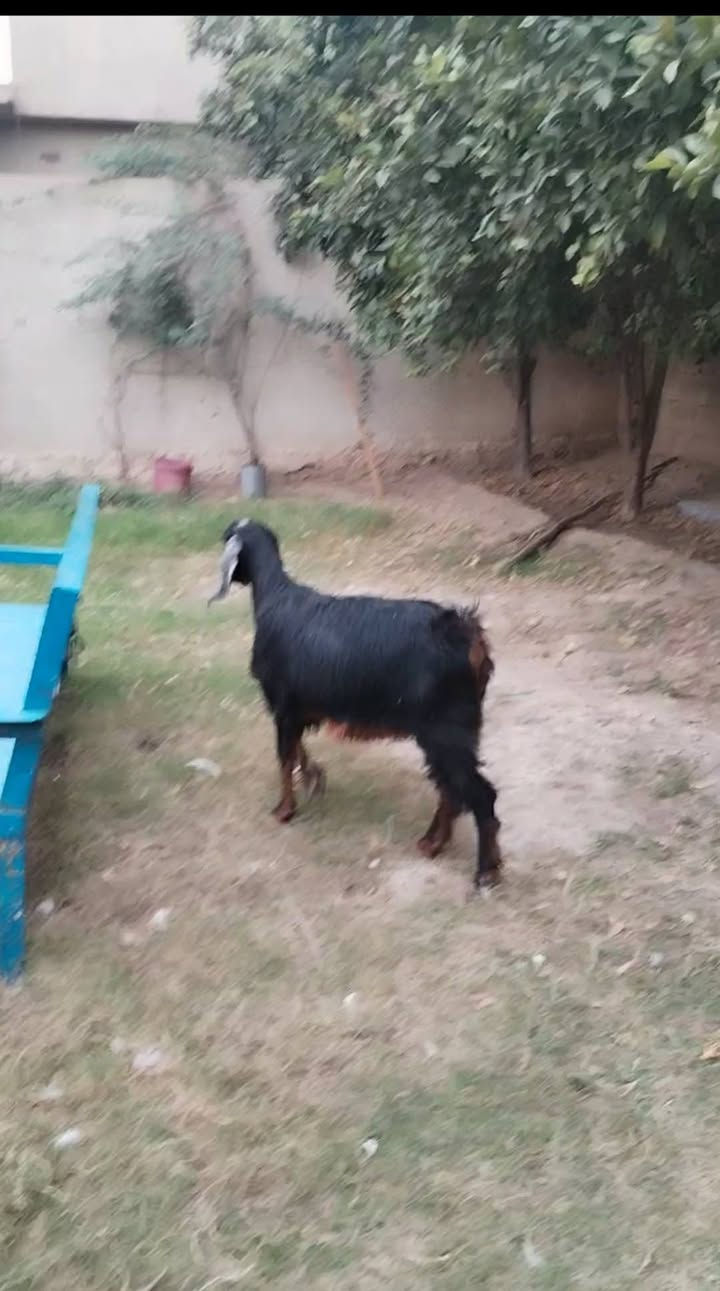 صخله عشرة • ٣ أشهر • بغداد التاجي