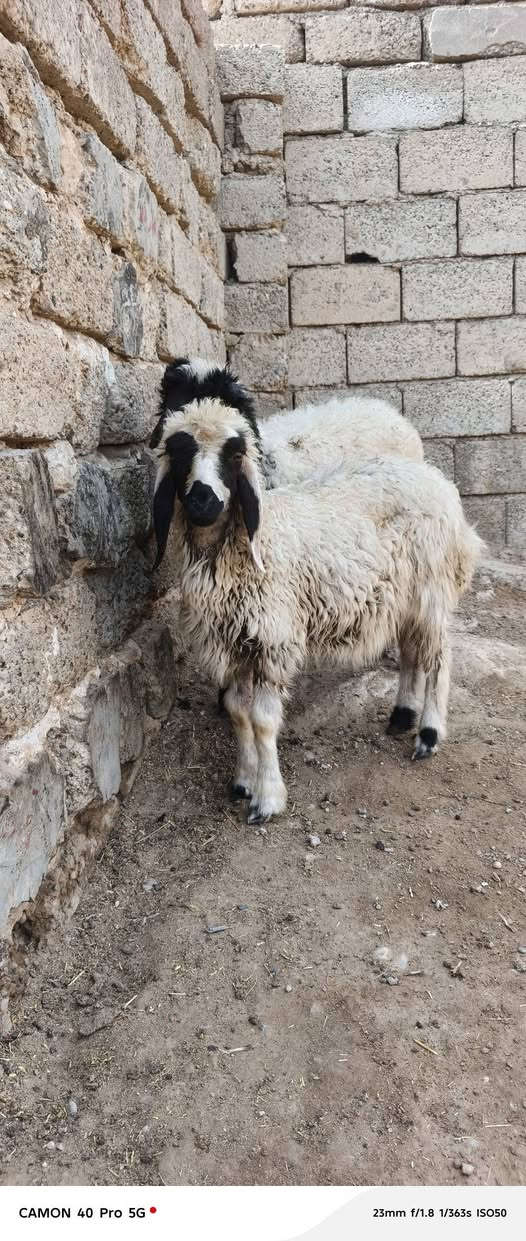 طلي وفطيمه • للبيع • شلع مفرد
