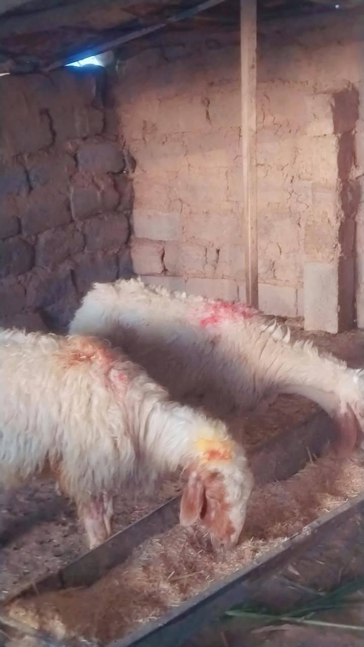 نعاج • ٣ قطع • اسديره الفياض