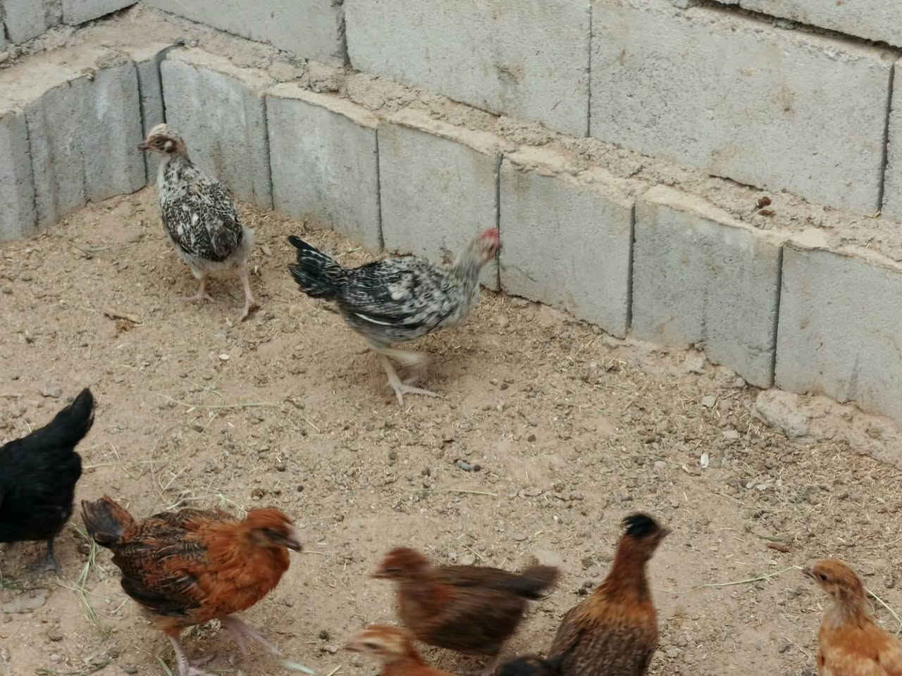 فراريج عرب • ٣ أشهر • تكريت